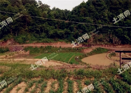 武夷山岩茶 第95页