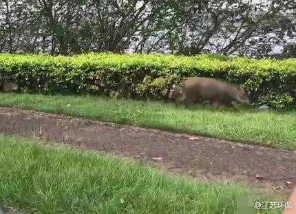 池州一高校内惊现狂奔野猪，科学数据解读分析_HQO77.216确认版