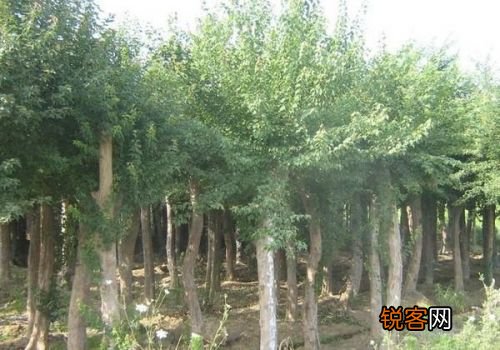 597苗木最新求购信息，掌握变化，成就梦想之林