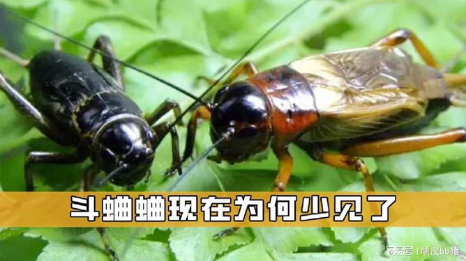 仁果类水果 第79页